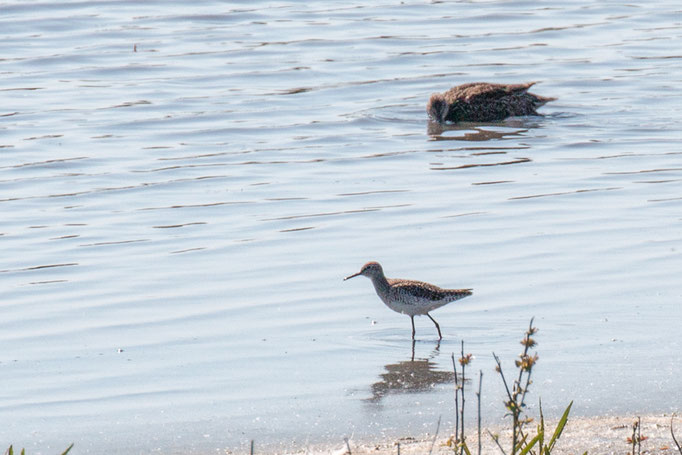 Kampfläufer im Vordergrund (Foto: B. Budig)