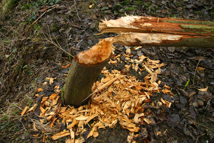 Detailansichtansicht 3 der gefällten Weide. Hier sind die großen Holzspäne gut einzusehen (Foto: B. Budig, 02.02.2008).