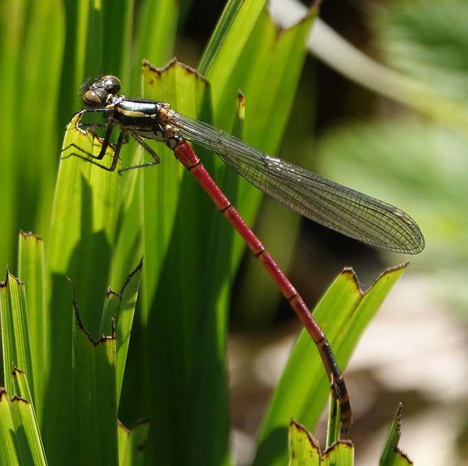 Frühe Adonislibelle (Foto: H. Schiffbauer)