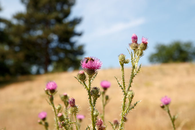 Distel (Foto: B. Budig)