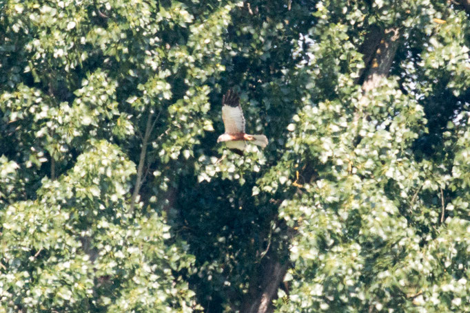 Männliche Rohrweihe im Flug  (Foto: B. Budig)