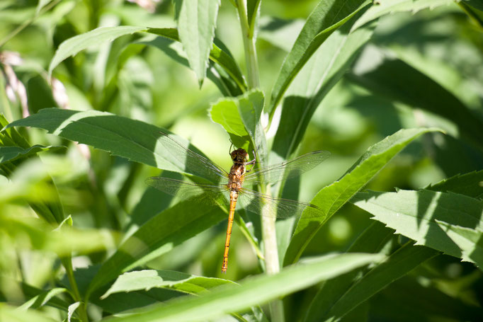 Libelle, weiblicher Blaupfeil  (Foto: B. Budig)