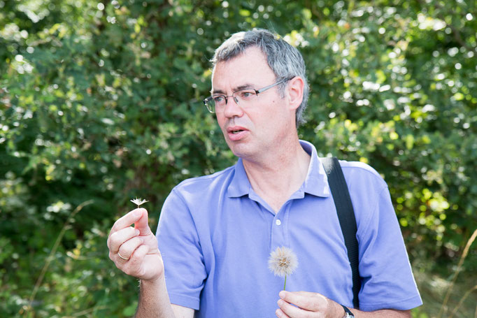 Wiesen-Bocksbart ( Foto: B. Budig)