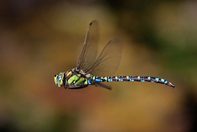 Blaugrüne Mosaikjungfer im Flug (Foto: H. Schiffbauer)
