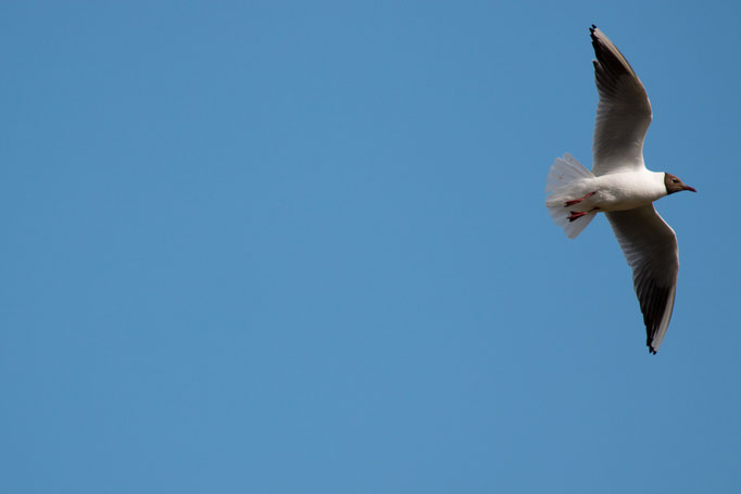 Lachmöve im Flug  (Foto: B. Budig)