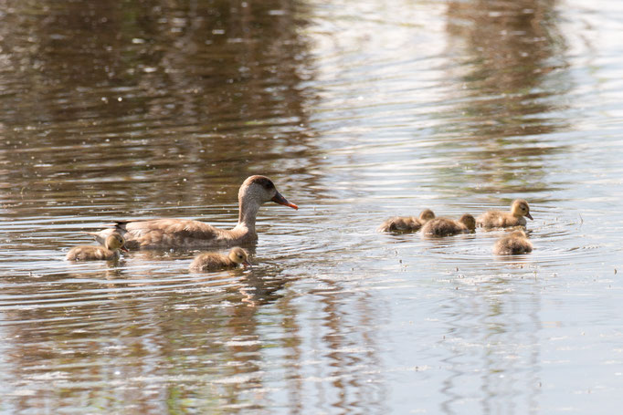 Tafelenten-Familie  (Foto: B. Budig)