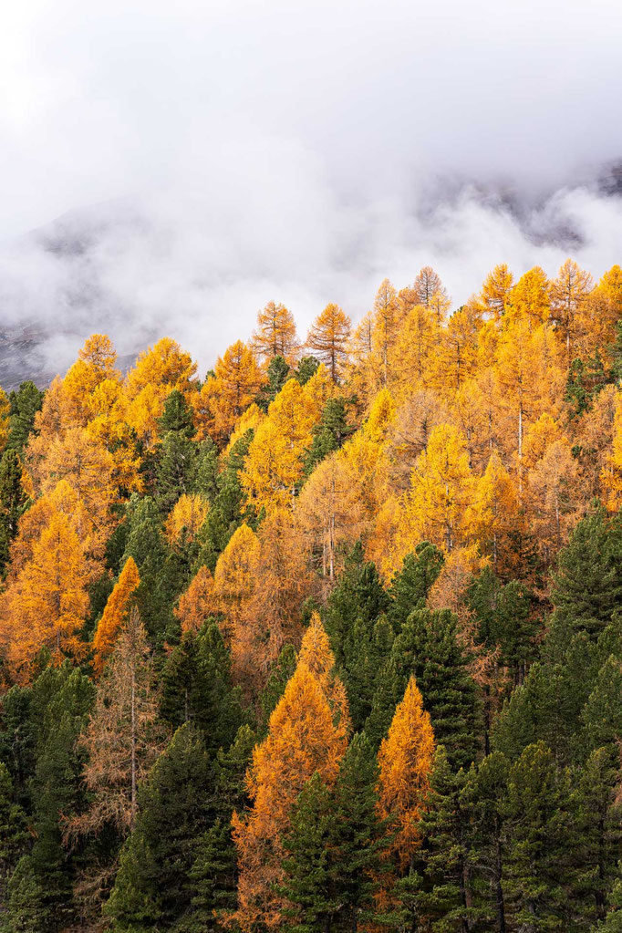 Engadin Herbst ©René Bärtsch