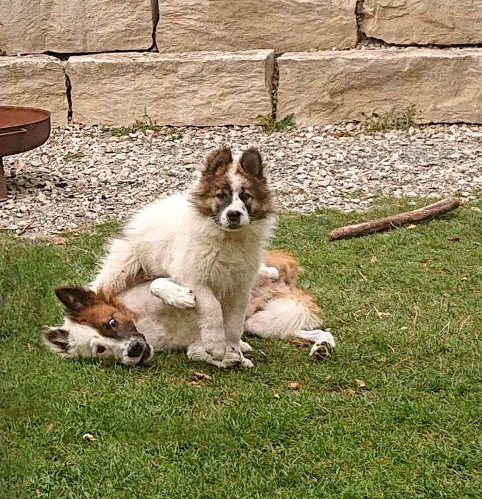 Hundemutter und Sohn Elo