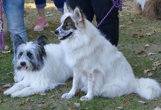 Foto: Annika Wagner. Das Dreamteam Yanga und Unisha-Pookie von Werths Echte