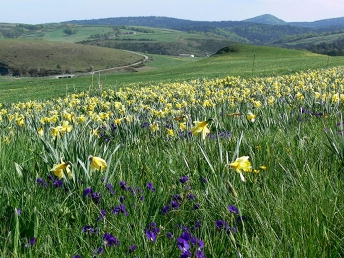 Saison des jonquilles
