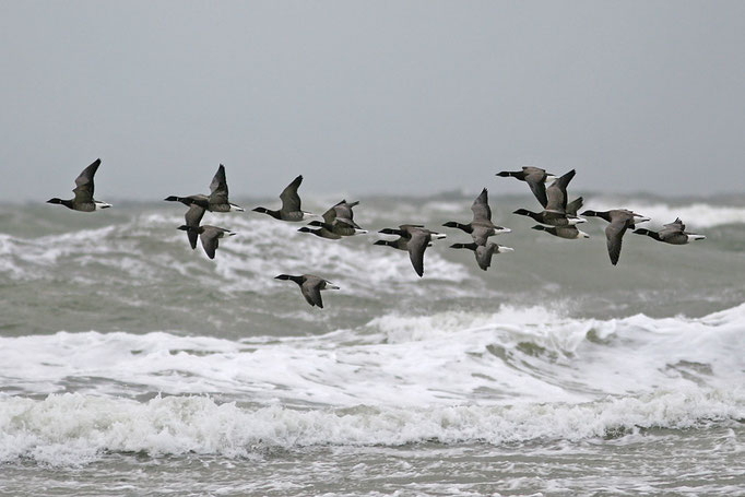 Ringelgänse (Branta b. bernicla), Brant Geese © Thorsten Krüger