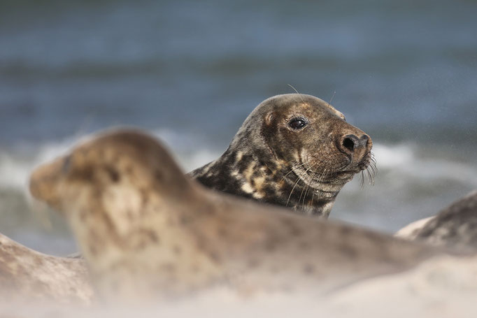Kegelrobben (Halichoerus grypus), Grey Seals © Thorsten Krüger