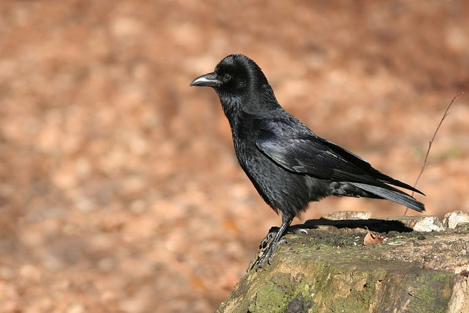 Rabenkrähe (Corvus corone), Carrion Crow © Thorsten Krüger