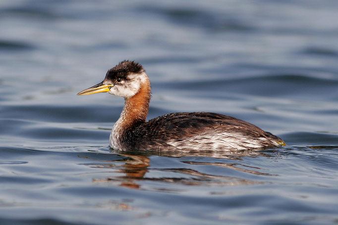 Rothalstaucher (Podiceps grisegena), Red-necked Grebe © Thorsten Krüger