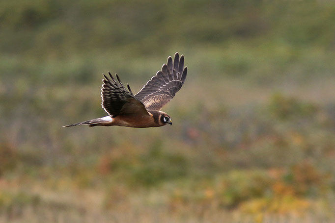 Steppenweihe (Circus macrourus), Pallid Harrier; Spiekeroog 2016 © Thorsten Krüger