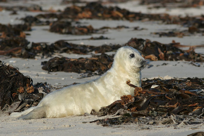 Junge Kegelrobbe (Halichoerus grypus), Grey Seal © Thorsten Krüger