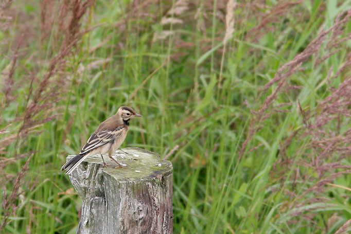 Zitronenstelze (Motacilla citreola), Citrine Wagtail; Bramel 2013 © Thorsten Krüger