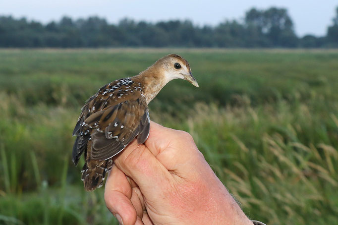 Zwergsumpfhuhn (Porzana pusilla), Baillon's Crake; Borgfeld 2016 © Thorsten Krüger 