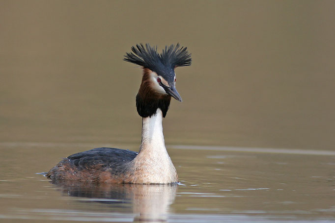 Haubentaucher (Podiceps cristatus), Great Crested Grebe © Thorsten Krüger