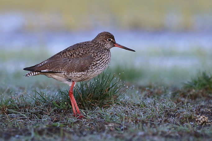 Rotschenkel (Tringa totanus), Common Redshank © Thorsten Krüger