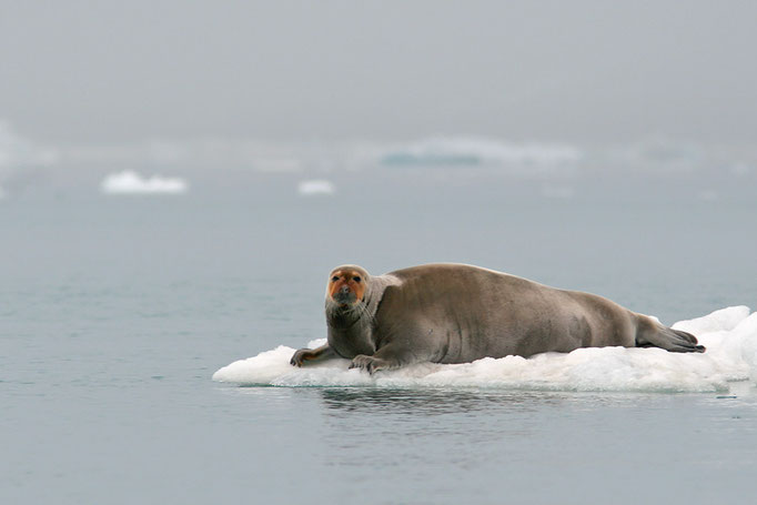 Bartrobbe (Erignathus barbatus), Bearded Seal © Thorsten Krüger