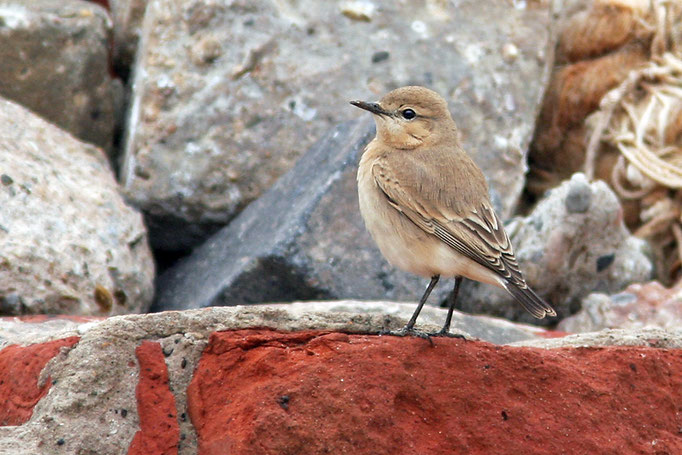 Isabellsteinschmätzer (Oenanthe isabellina), Isabelline Wheatear; Helgoland 2006 © Thorsten Krüger
