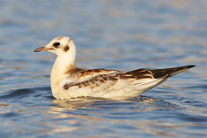 Lachmöwe (Larus ridibundus), Black-headed Gull © Thorsten Krüger