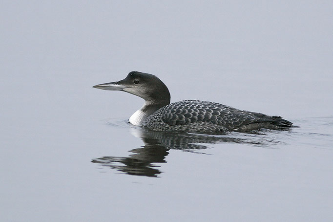 Eistaucher (Gavia immer), Great Northern Loon; Zwischenahner Meer 2008 © Thorsten Krüger