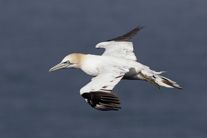 Basstölpel (Sula bassana), Northern Gannet © Thorsten Krüger