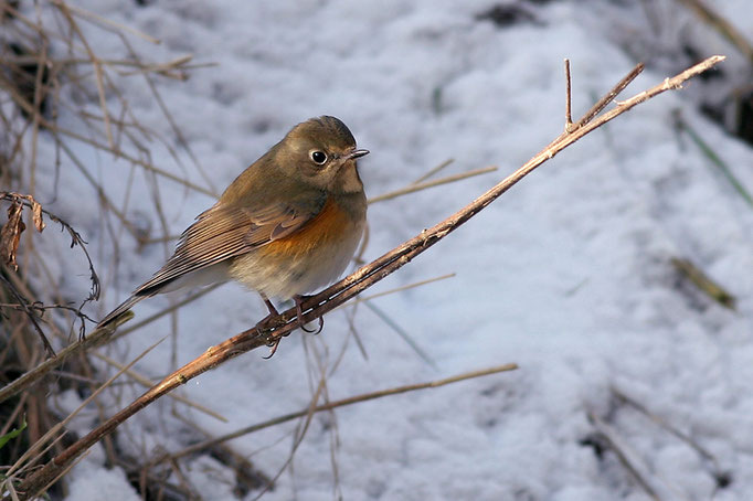 Blauschwanz (Tarsiger cyanurus), Red-flanked Bluetail; Ilten 2006 © Thorsten Krüger