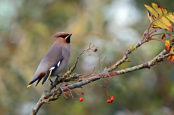 Seidenschwanz (Bombycilla garrulus), Bohemian Waxwing © Thorsten Krüger