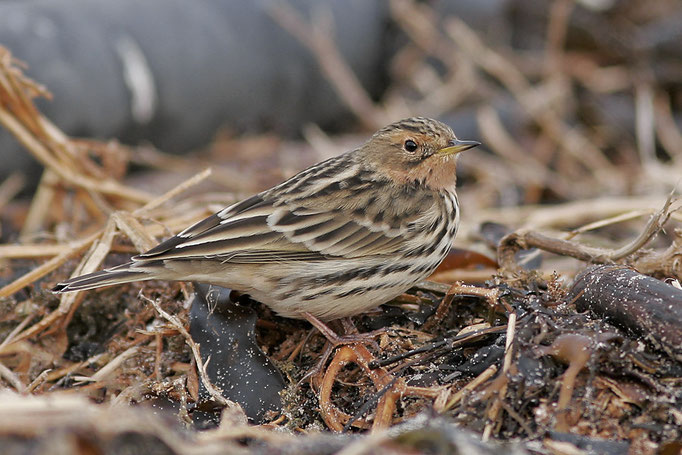 Rotkehlpieper (Anthus cervinus), Red-throated Pipit; Helgoland 2009 © Thorsten Krüger