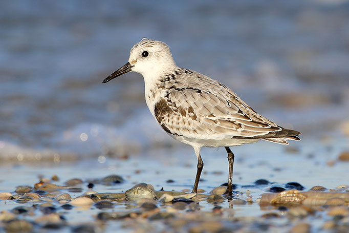 Sanderling (Calidris alba), Sanderling © Thorsten Krüger