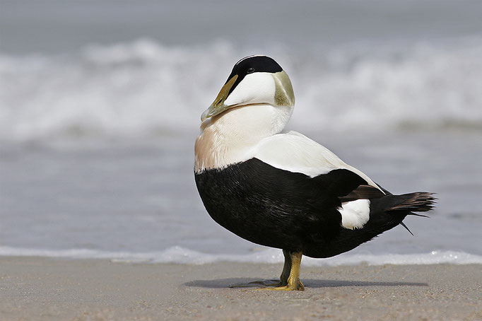 Eiderente (Somateria mollissima), Common Eider © Thorsten Krüger