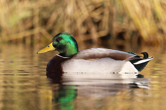 Stockente (Anas platyrhynchos), Mallard © Thorsten Krüger