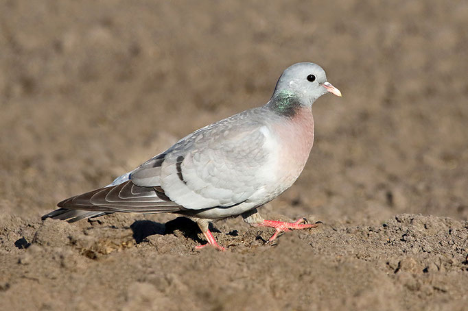 Hohltaube (Columba oenas), Stock Dove © Thorsten Krüger