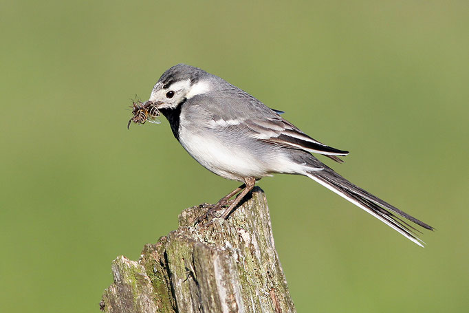 Bachstelze (Motacilla alba), White Wagtail © Thorsten Krüger
