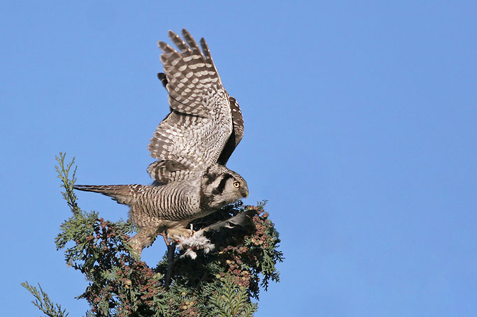 Sperbereule (Surnia ulula), Northern Hawk-Owl; Gristede 2013 © Thorsten Krüger