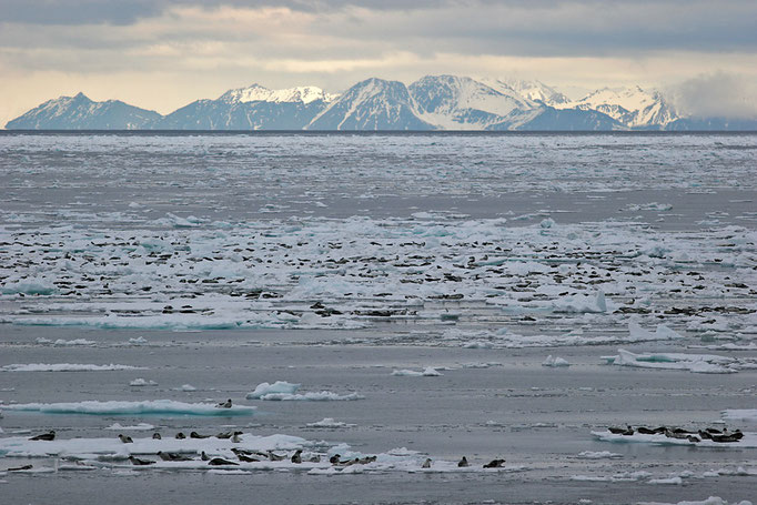 Sattelrobben (Pagophilus groenlandicus) so weit das Auge reicht, Harp Seals © Thorsten Krüger