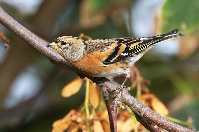 Bergfink (Fringilla montifringilla), Brambling © Thorsten Krüger