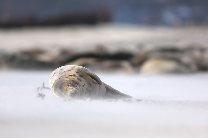 Kegelrobbe (Halichoerus grypus), Grey Seal © Thorsten Krüger