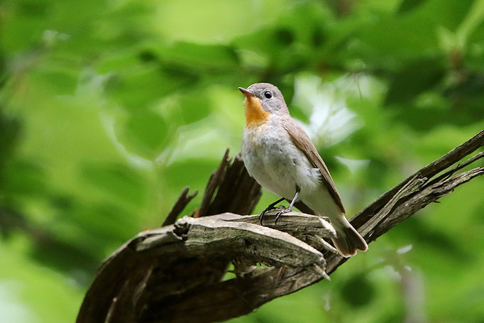 Zwergschnäpper (Ficedula parva), Red-breasted Flycatcher; Hasbruch © Thorsten Krüger