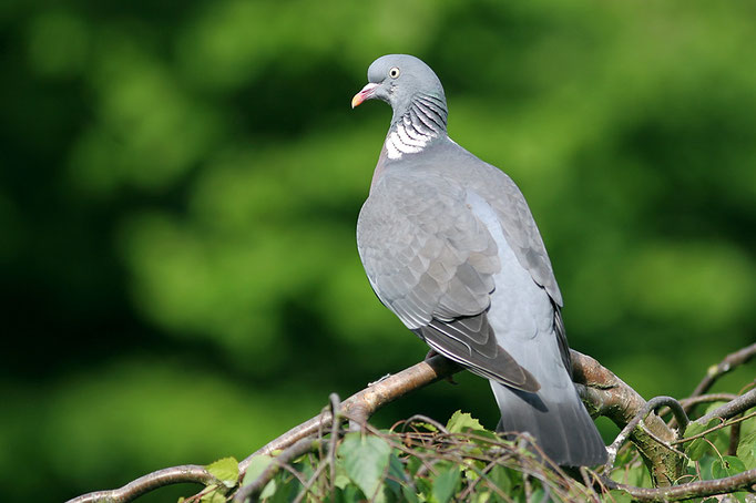 Ringeltaube (Columba palumbus), Common Wood Pigeon © Thorsten Krüger