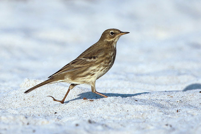 Strandpieper (Anthus petrosus), Rock Pipit © Thorsten Krüger