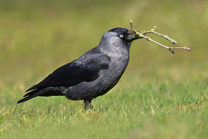 Dohle (Coloeus monedula), Jackdaw © Thorsten Krüger