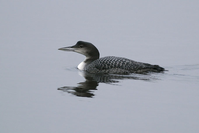 Eistaucher (Gavia immer), Great Northern Loon; Zwischenahner Meer 2008 © Thorsten Krüger