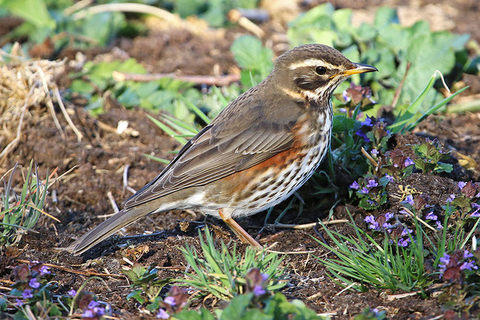 Rotdrossel (Turdus iliacus), Redwing © Thorsten Krüger