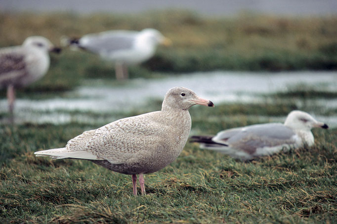Eismöwe (Larus hyperboreus), Scan of a slide, Glaucous Gull; Büsum 2002 © Thorsten Krüger 
