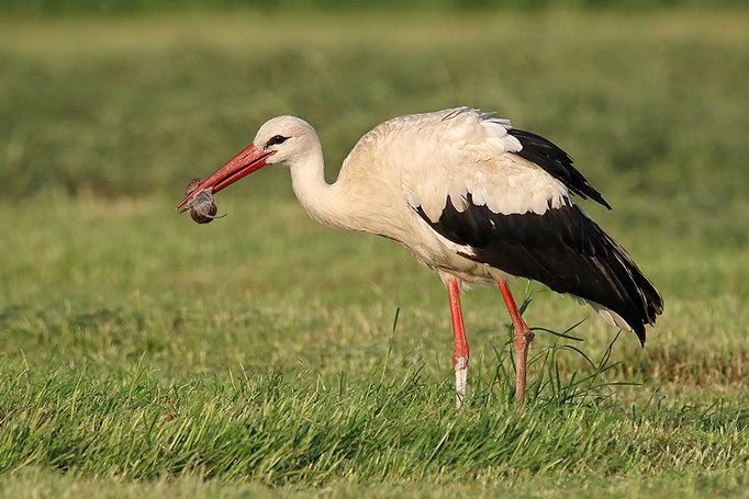 Weißstorch (Ciconia ciconia), White Stork © Thorsten Krüger