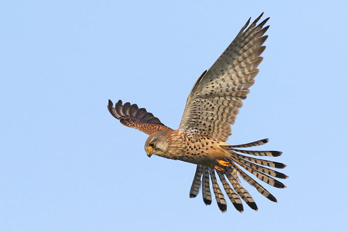 Turmfalke (Falco tinnunculus), Common Kestrel © Thorsten Krüger